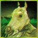 CAVALLO