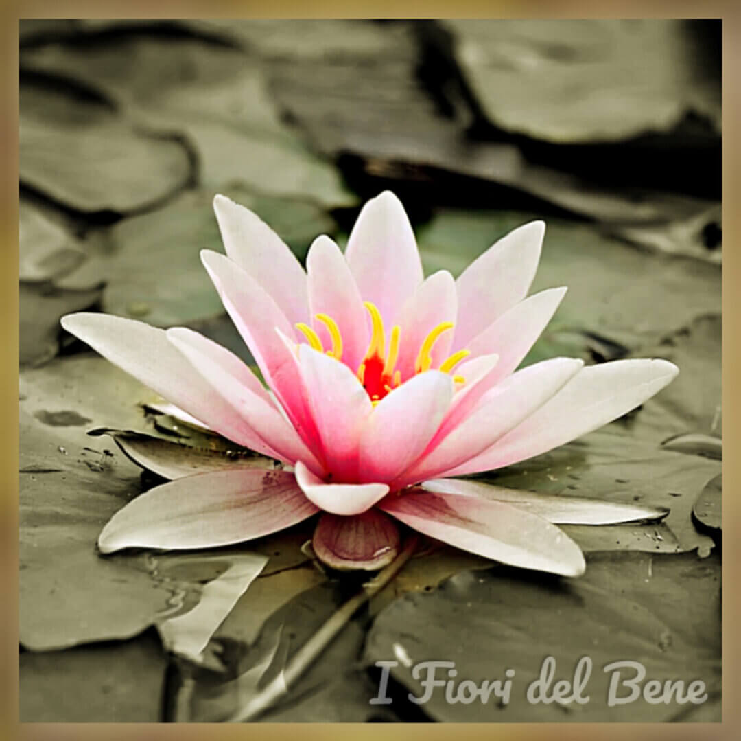 I fiori del Bene