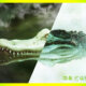 Swamp of Difference