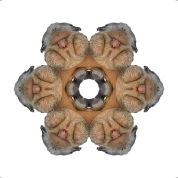 V4 V4
