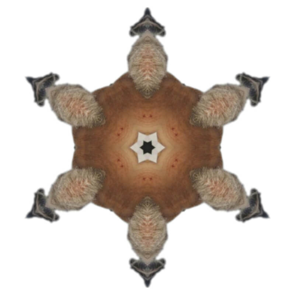 V6 V6