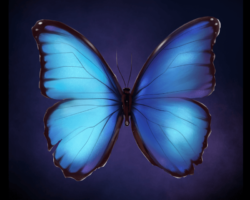 METAMORPHOSIS METAMORPHOSIS